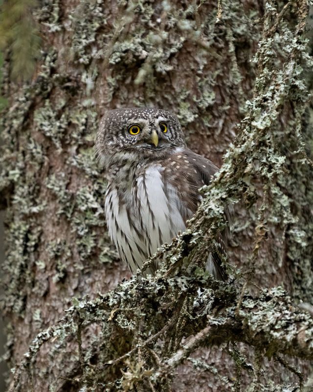 сова, сыч, воробьиный сыч, прятки Сижу тут в засаде... фото превью