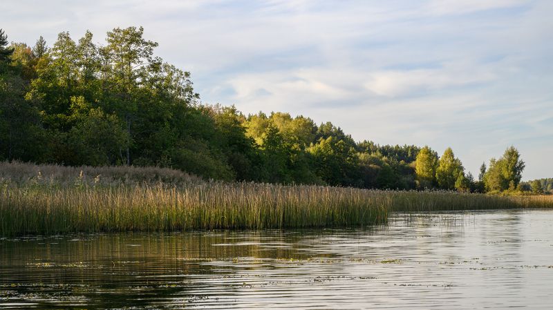 lake, forest, nature, sunlight, morning, pond, tree, water, shore, thickets, river ***photo preview