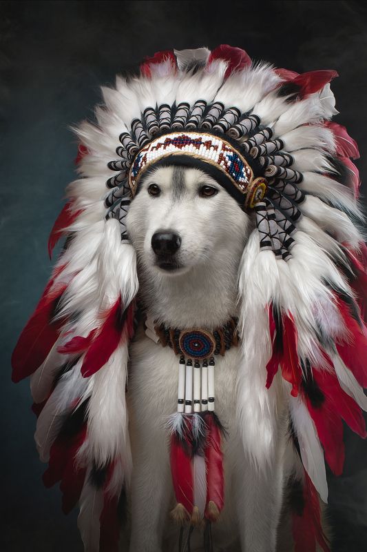 вождь Маинганс- маленький волк.photo preview