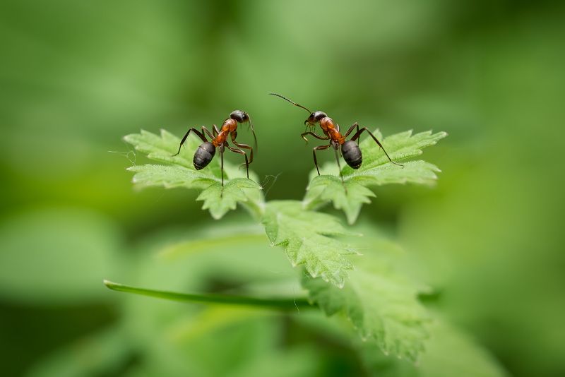 Что, дружочек, ты не весел, что ты усики повесил...photo preview