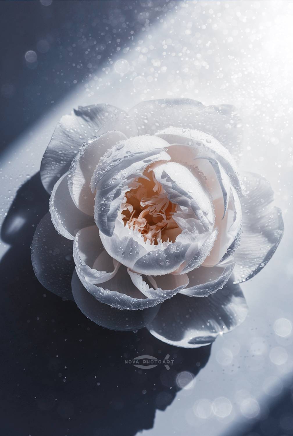 Автор: Svetlana Smirnova , Svetlana Smirnova