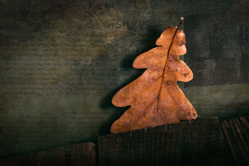 Дубовый листphoto preview