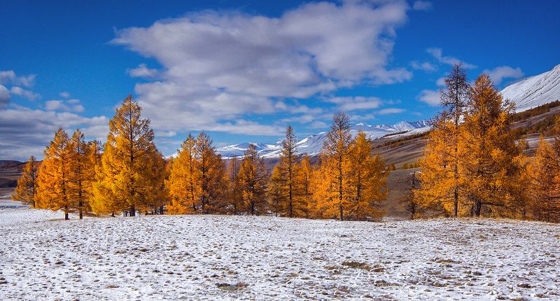 алтай, джазатор, осень, снег, горы, валерий чичкин Поздняя осеньphoto preview