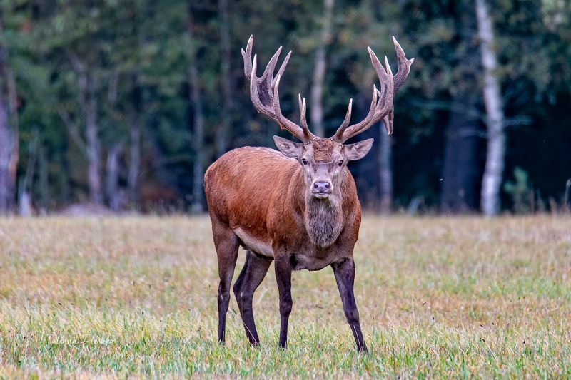 животные Ты кто?photo preview