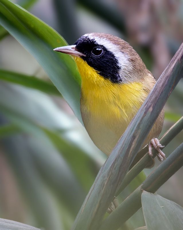 Желтославка Белдингаphoto preview