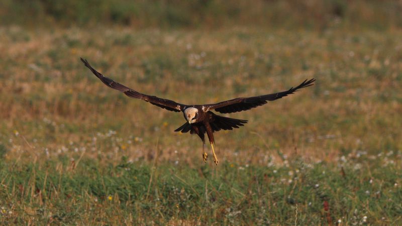 болотный лунь, circus aeruginosus, western marsh harrier Внимательнаяphoto preview