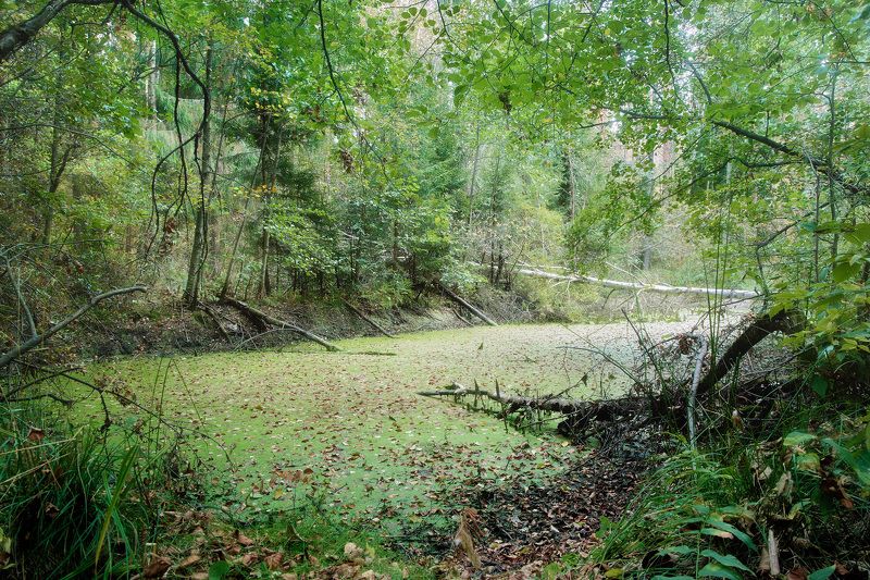 лес, листва, зелень, осень В осеннем лесуphoto preview