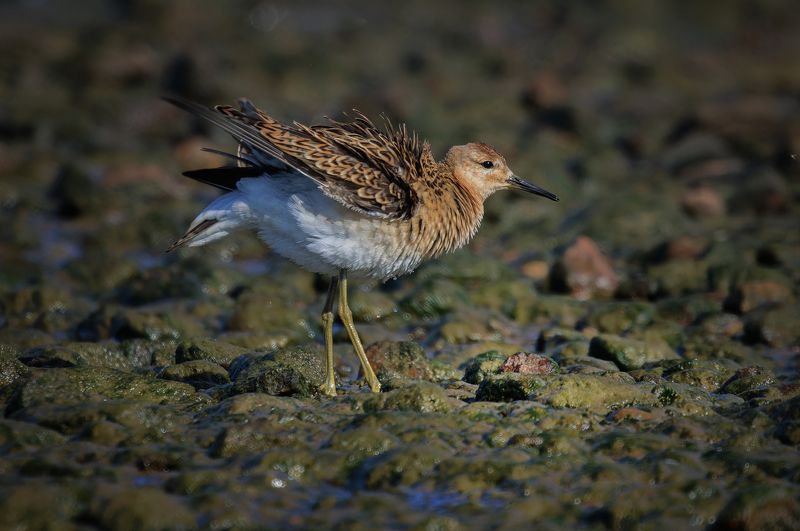 турухтан кулик птица перья болото Взъерошенныйphoto preview