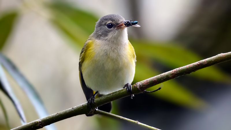 Американская горихвостка, или сетофагаphoto preview