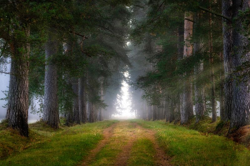 павловский парк , павловск , туман , утро , лес Тропинка в туманphoto preview