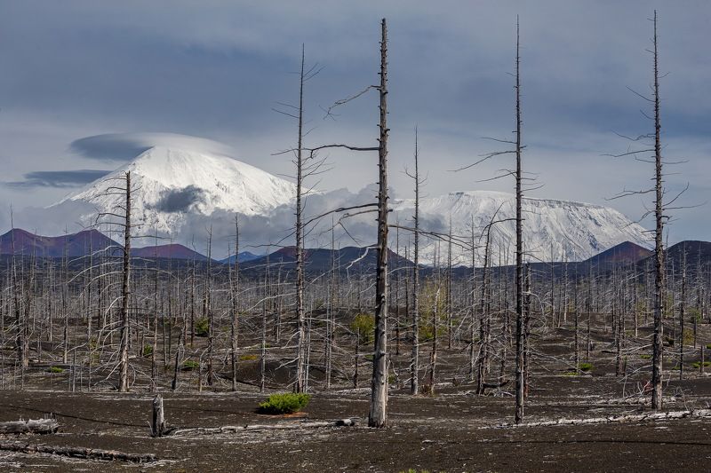 russia, kamchtka, forest, volcano, россия, камчатка, вулкан Мертвый лес и его создатель фото превью
