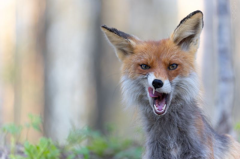 лиса без шансов для колобкаphoto preview