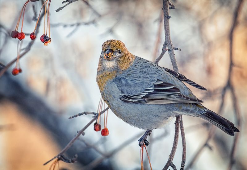 птица, щур, самка, самец, Щур. (серия 4 фото)photo preview