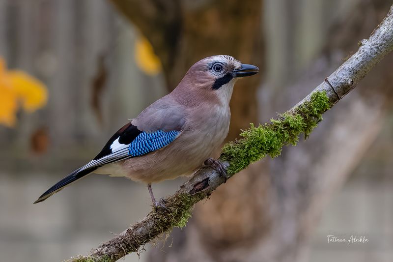 птицы Сойка (Eurasian jay).photo preview