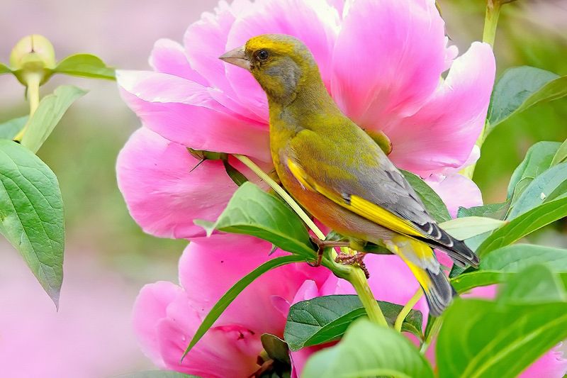 природа, фотоохота,  птицы, животные, зеленушка Цветы и птицыphoto preview