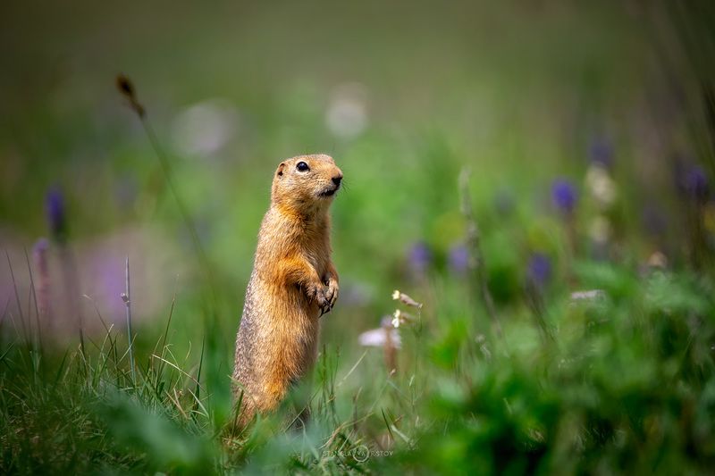 Сусликphoto preview