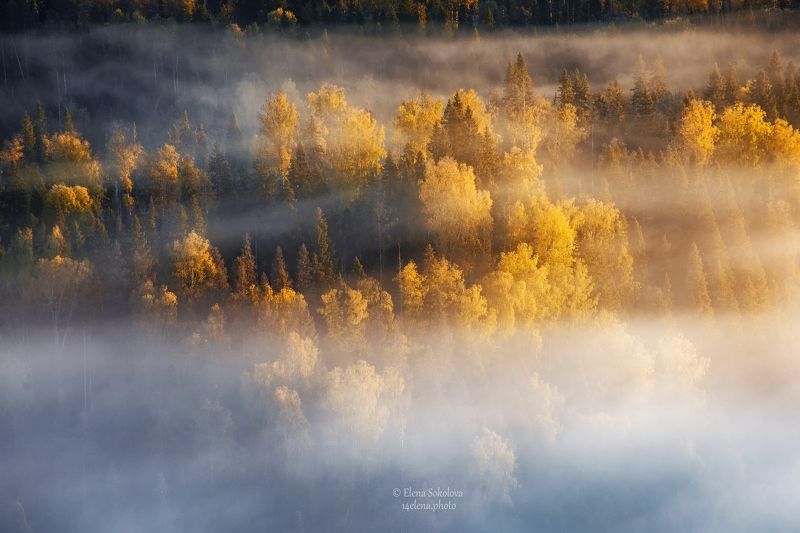 пейзаж, осень, туман Золотая осеньphoto preview