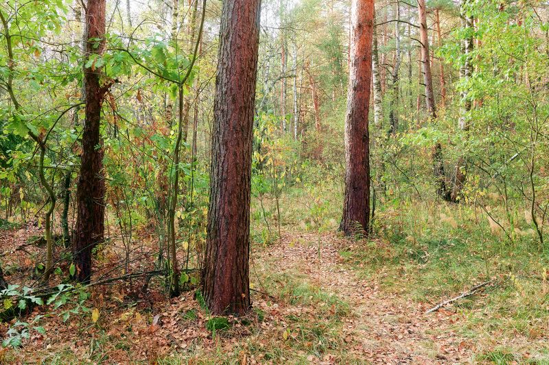 лес, листва, осень В осеннем лесуphoto preview