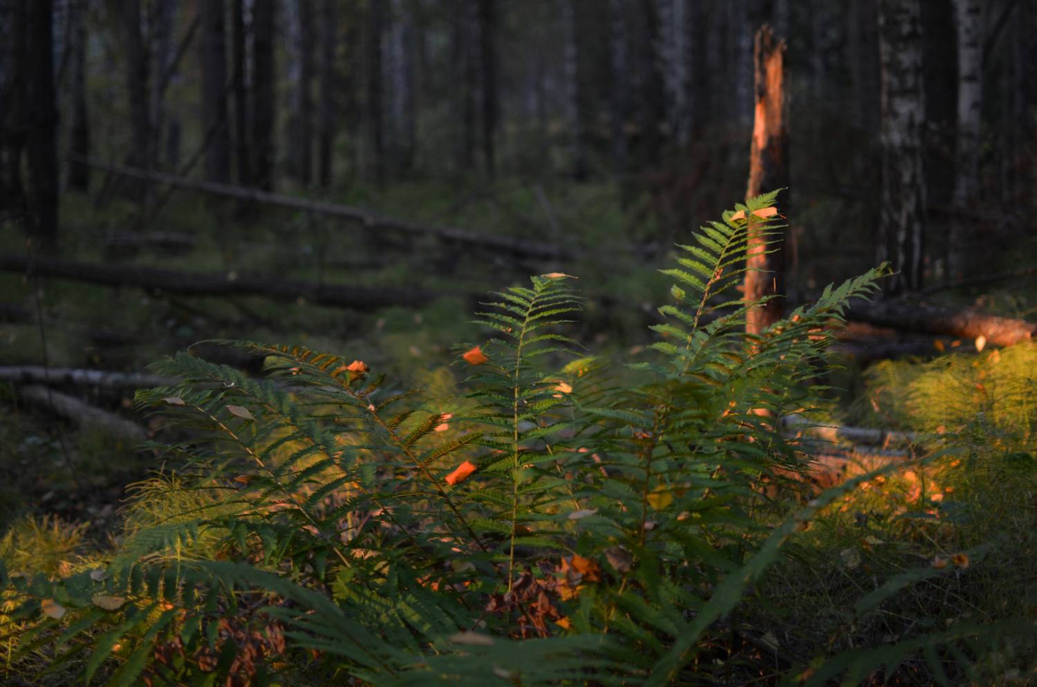 Вечерний свет. Автор: Arina Shapronova , Arina Shapronova