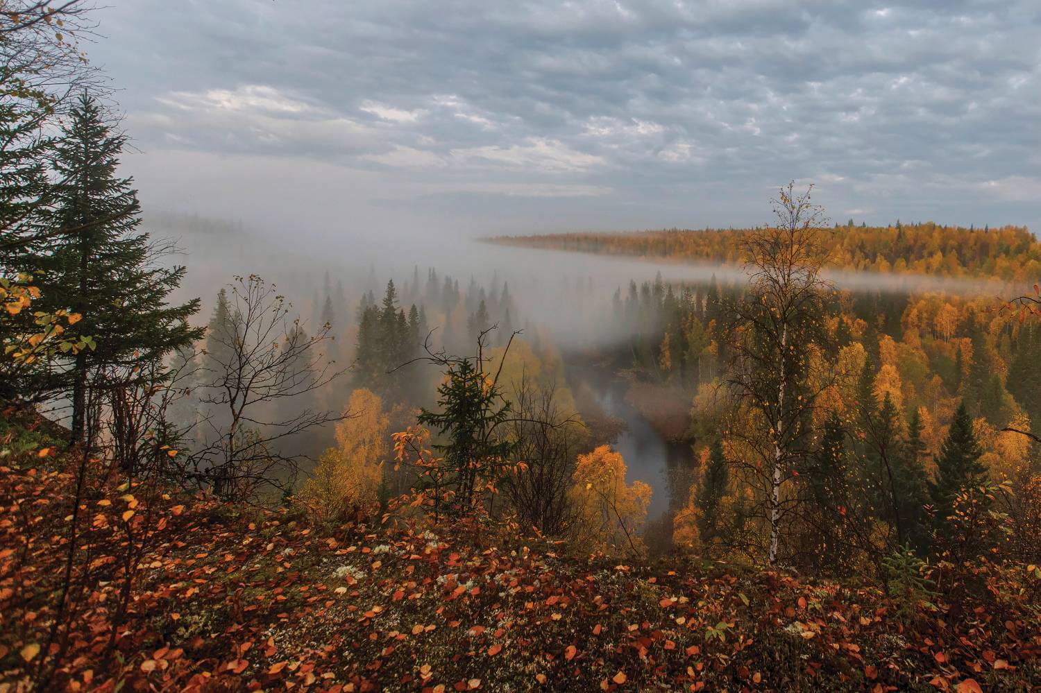 Туманное утро. Автор: Толяныч , Толяныч