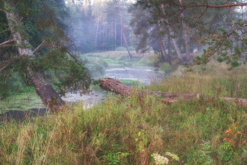 речка лес утро пейзаж россия У  речкиphoto preview