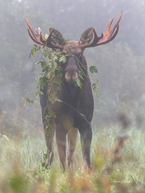 животные В брачном наряде.photo preview