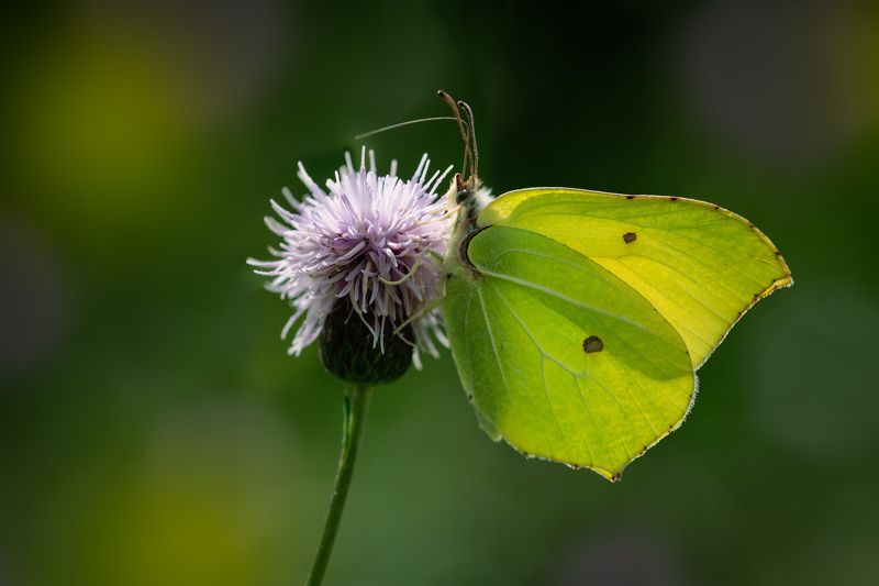 Лимонницаphoto preview