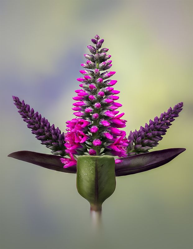 veronia symeteica Вероникаphoto preview