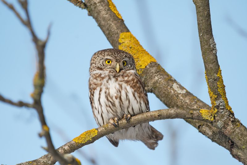 птицы, фотоохота Маленький охотникphoto preview
