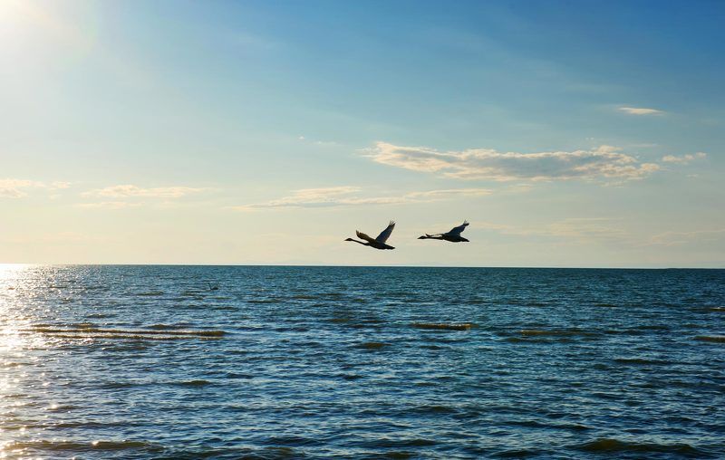 Лебединое озеро 2photo preview