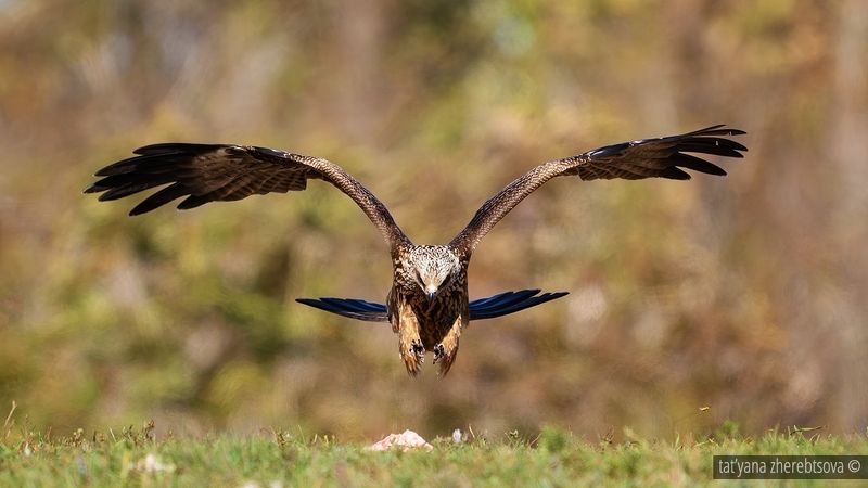 Черный коршун \