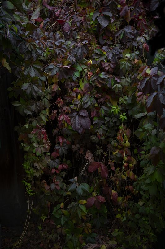 Сентябрьphoto preview