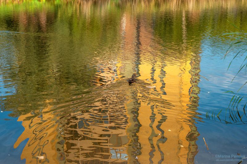 пейзаж, природа, осенний пруд, утка, осенние отражения, парк \\\