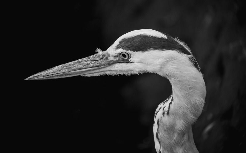 Портрет серой цаплиphoto preview