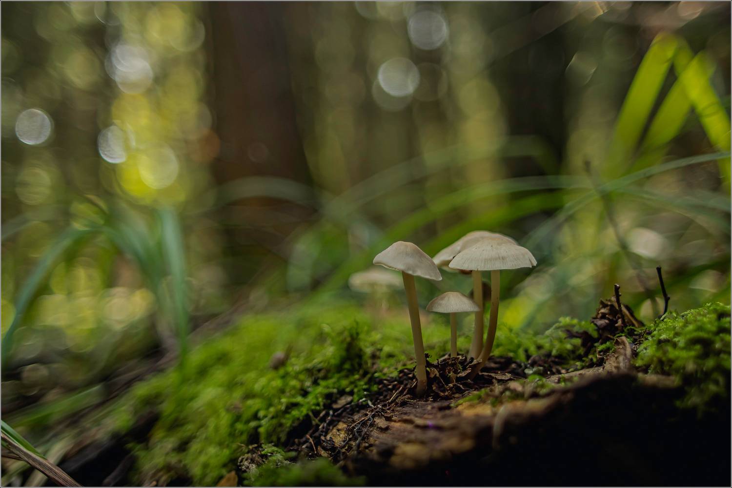 В лесу. Автор: Виктор Парщиков грибы, Виктор Парщиков