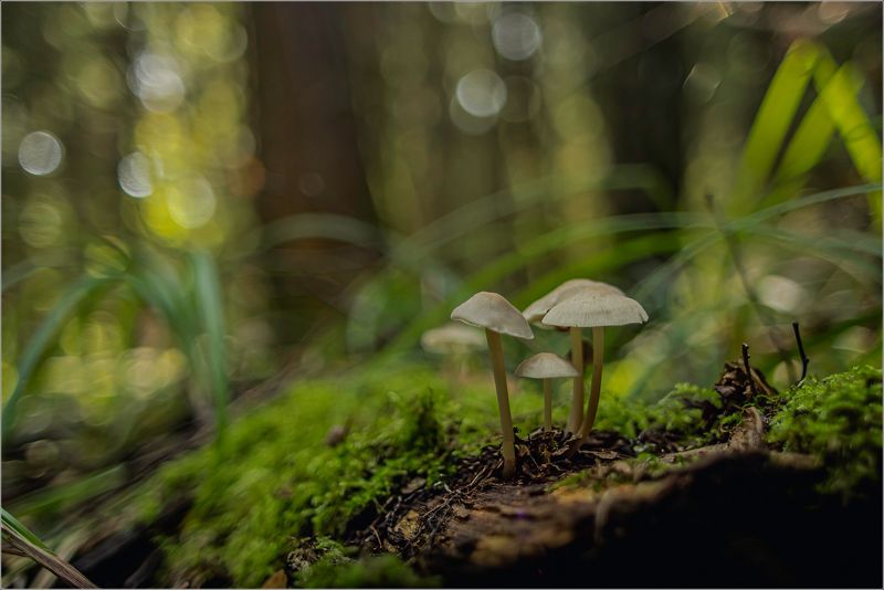 грибы В лесуphoto preview