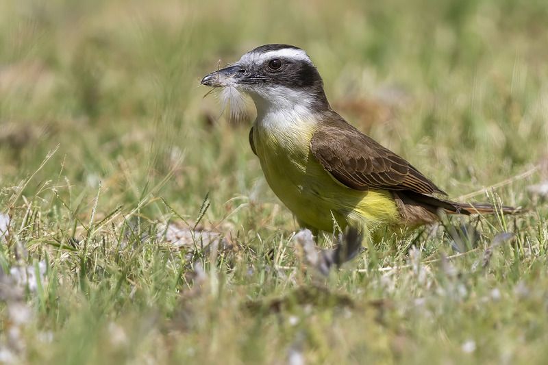 Птицы, Уругвай Весенние заботыphoto preview