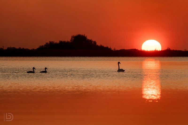 озеро, лебедь, закат, balulind Лебединая семья фото превью