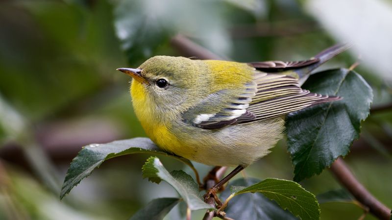 Камышовка Нового Светаphoto preview