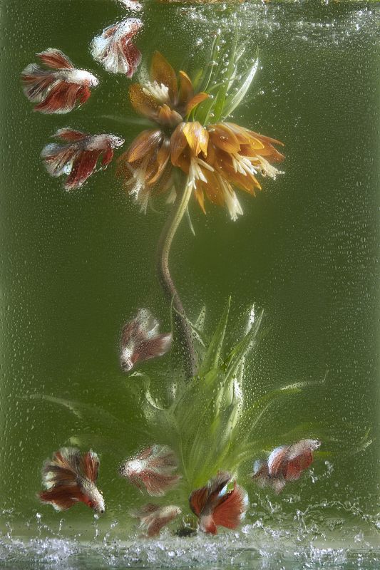 Рябчик с петушкамиphoto preview