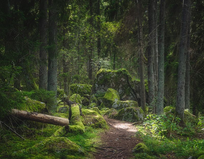 Горизонтальный,  Нет людей,  Фотография,  На улице,  Дерево,  Осень,  Природа,  Вода,  Отражение,  Озеро,  Пейзаж - Пейзажи,  Лист,  День,  Лес,  Спокойная сцена Старый лесphoto preview