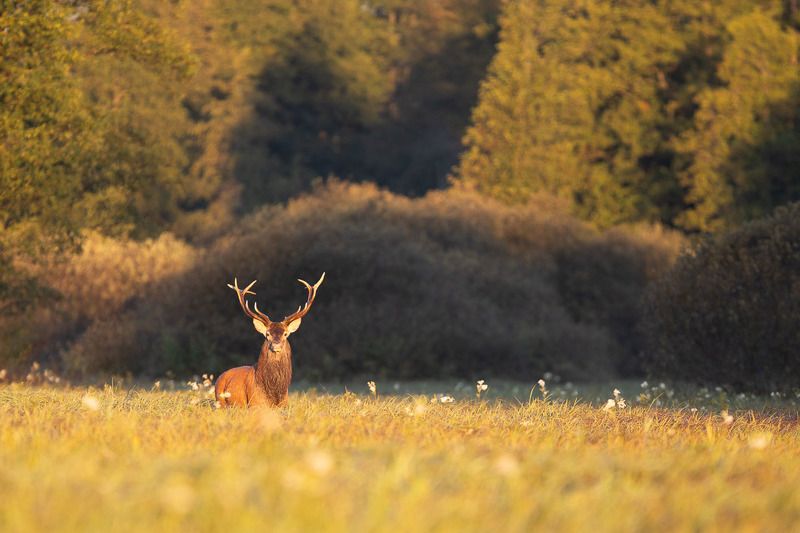 las,przyroda,natura,fauna,jeleń,puszcza białowieska,podlasie,polana,łąka,trawy Jeleń photo preview
