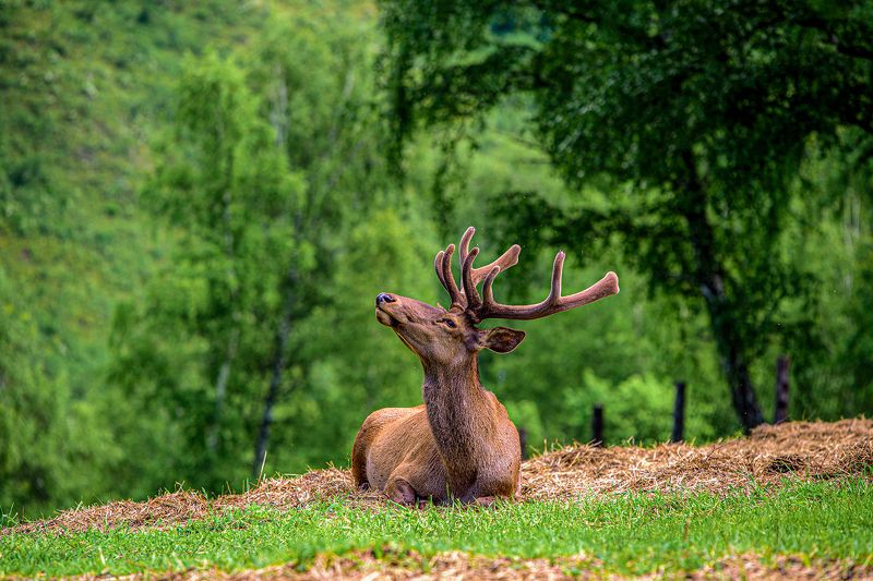 марал, горный алтай Марал.photo preview
