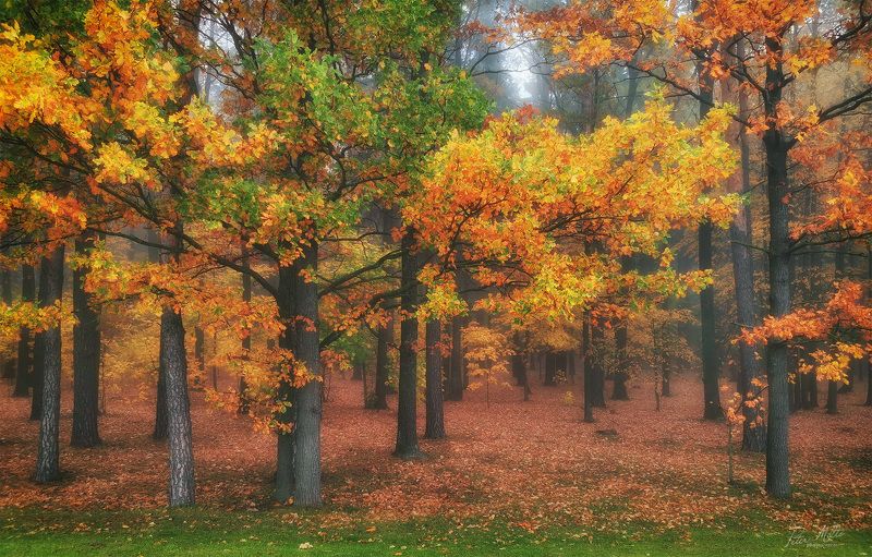 Пора листопадаphoto preview