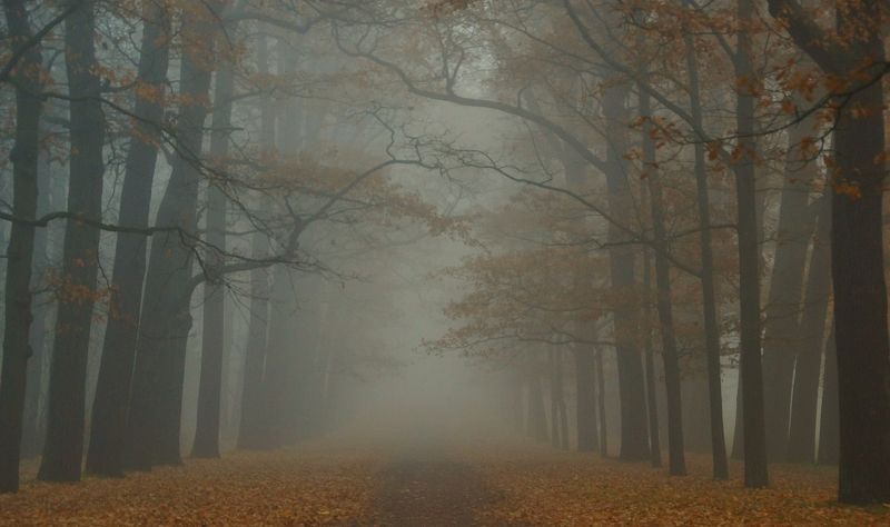 Foggy morningphoto preview