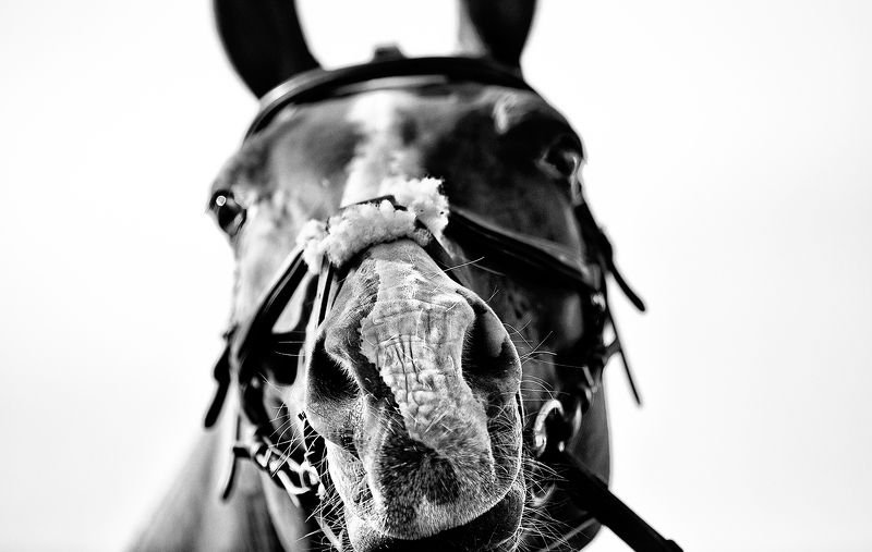 чб фото, black and white photo, лошадь, животные, фестиваль казачья станица photo preview