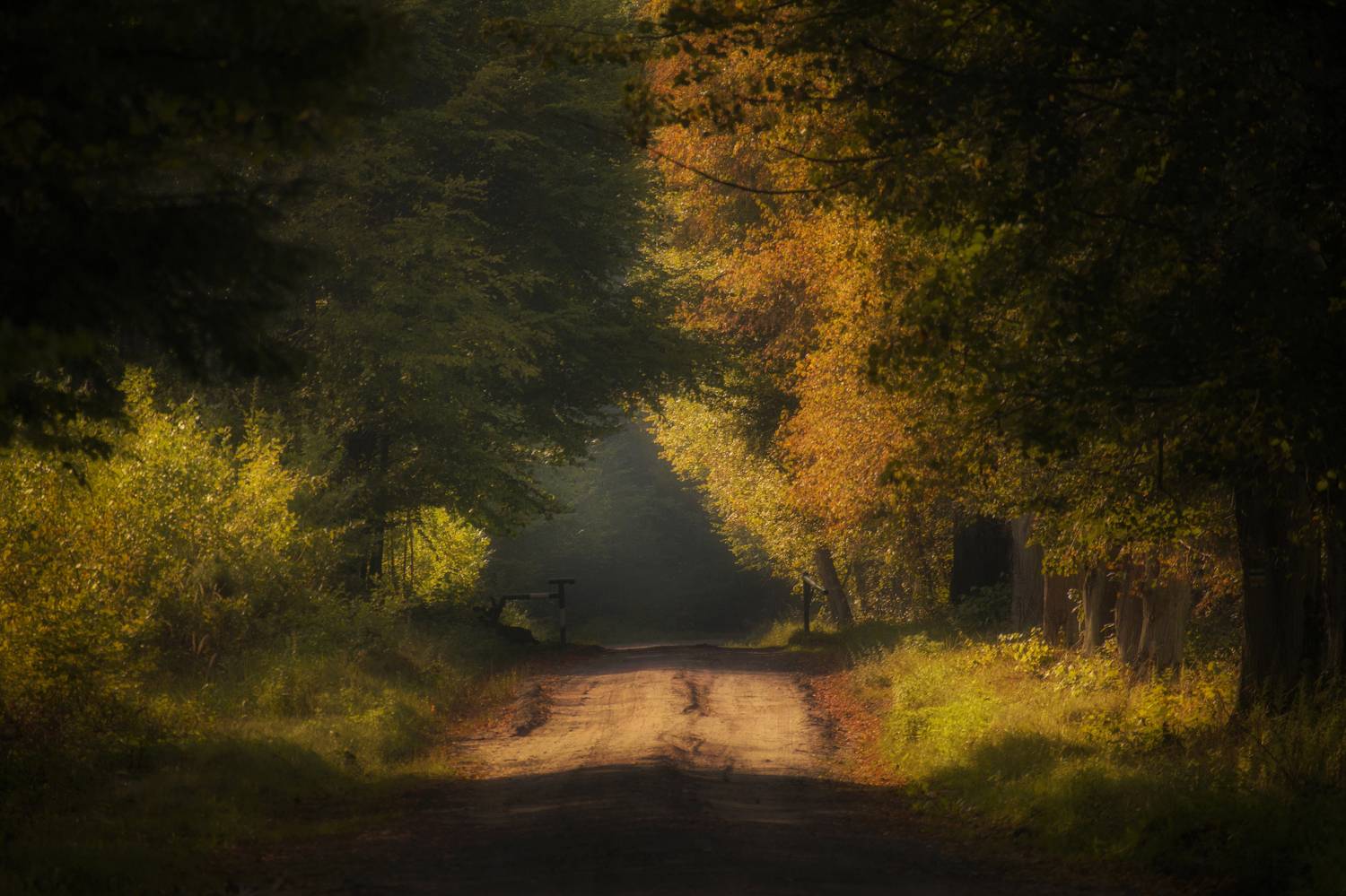 Autumn impressions. Автор: Damian Cyfka Horizontal, Tree, Photography, Forest, Tranquility, Day, Nature, Autumn, Plant, Road, Pionki, Kozienice, Landscape, Damian Cyfka