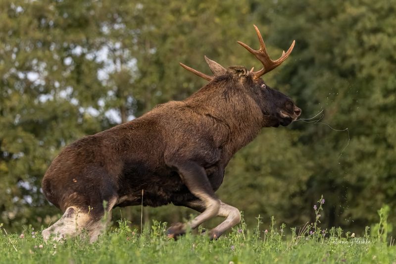 животные Мгновения гона.photo preview