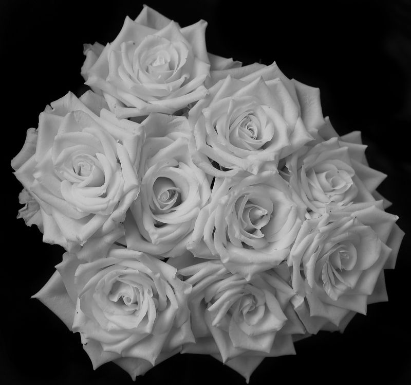 розы Розы фото превью