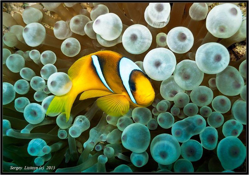 Новогодняя.photo preview